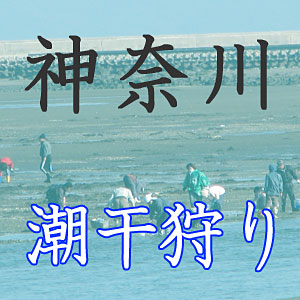 神奈川の潮干狩りスポット